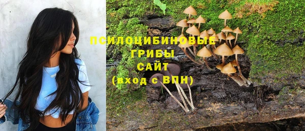 стаф Магас